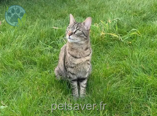 gato perdido 95170 Deuil-la-Barre Trafy gato lost 95170 Deuil-la-Barre Trafy