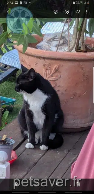cat lost   95280 Jouy-le-Moutier Trinity