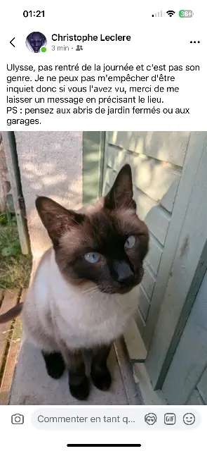 chat lost   95420 Magny-en-Vexin Ulysse