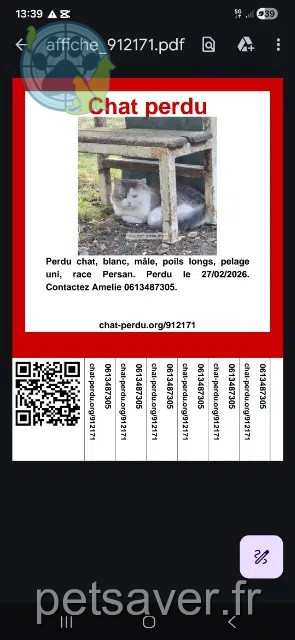 gatto perso 95620 Parmain Upa gatto lost 95620 Parmain Upa