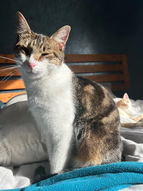 chat lost   95170 Deuil-la-Barre Volt