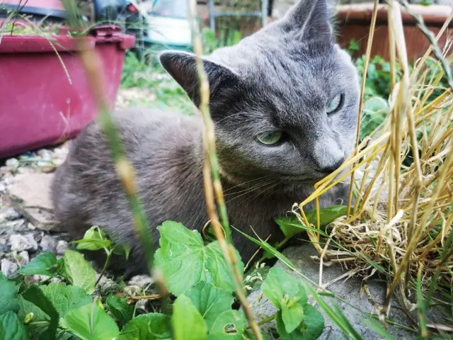 cat lost 95110 Sannois Warrior cat lost 95110 Sannois Warrior