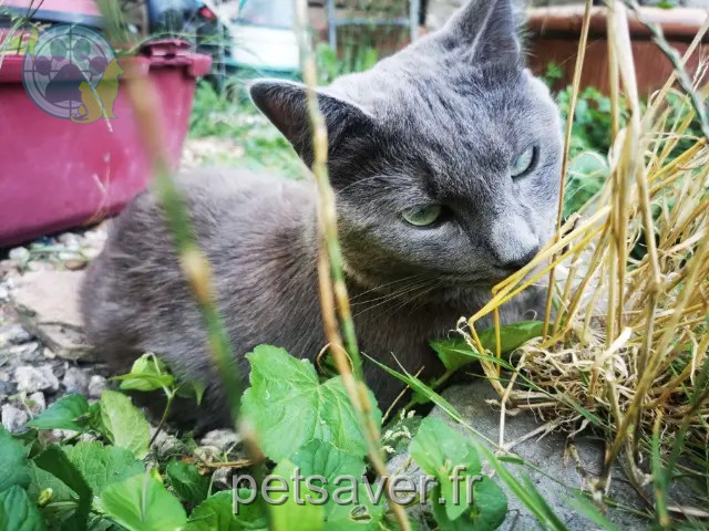 Kater vermisst 95110 Sannois Warrior Kater lost 95110 Sannois Warrior