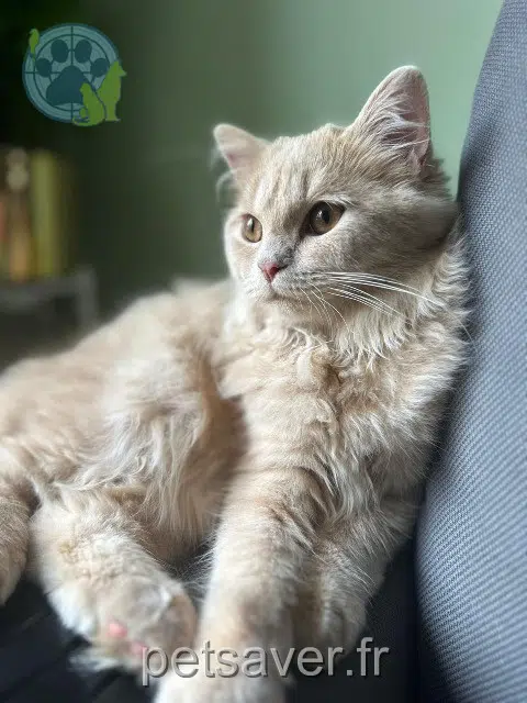chat lost 95120 Ermont Willow