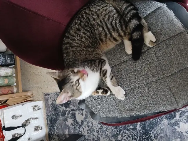 chat lost   95260 Beaumont-sur-Oise Winnie