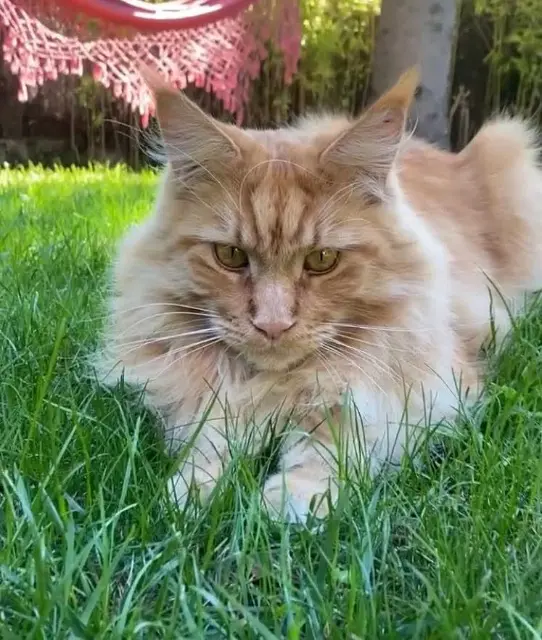 chat lost   95530 La Frette-sur-Seine Woody