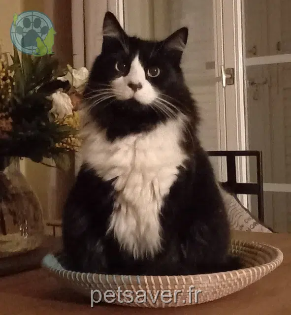 gato perdido 95230 Soisy-sous-Montmorency Yoda gato lost 95230 Soisy-sous-Montmorency Yoda