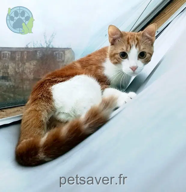 chat lost   95190 Goussainville Yuki