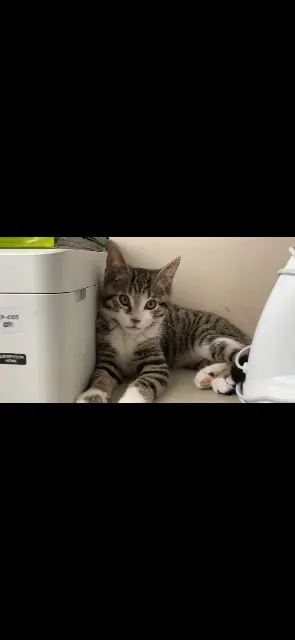 chat lost   95150 Taverny Yuri