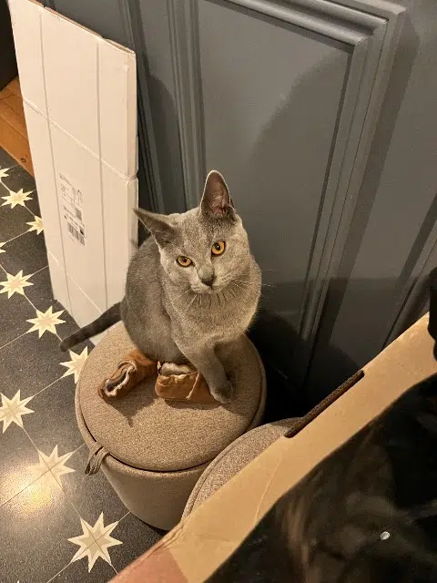 chat lost    Pontoise Zadig