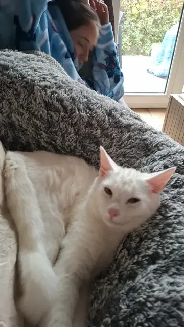 chat lost   95280 Jouy-le-Moutier Zed