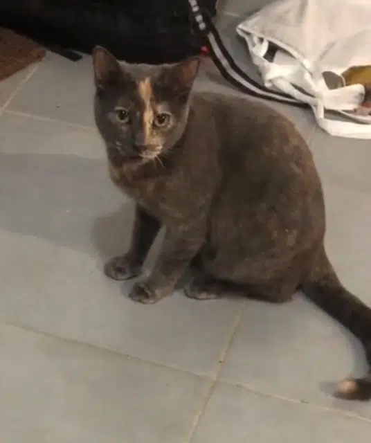 chat lost   95470 Fosses Zorro