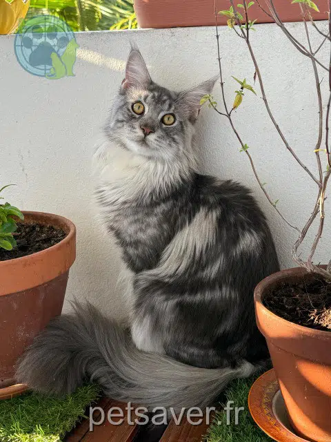 chat lost   97190 Le Gosier Pasha