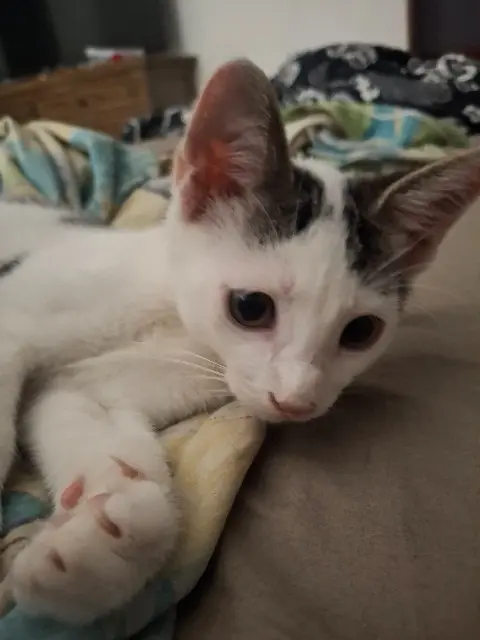 chat lost   97170 Petit-Bourg Zizou