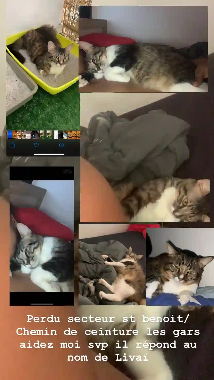 Chat Perdu - Livaï Chat Perdu - Livaï