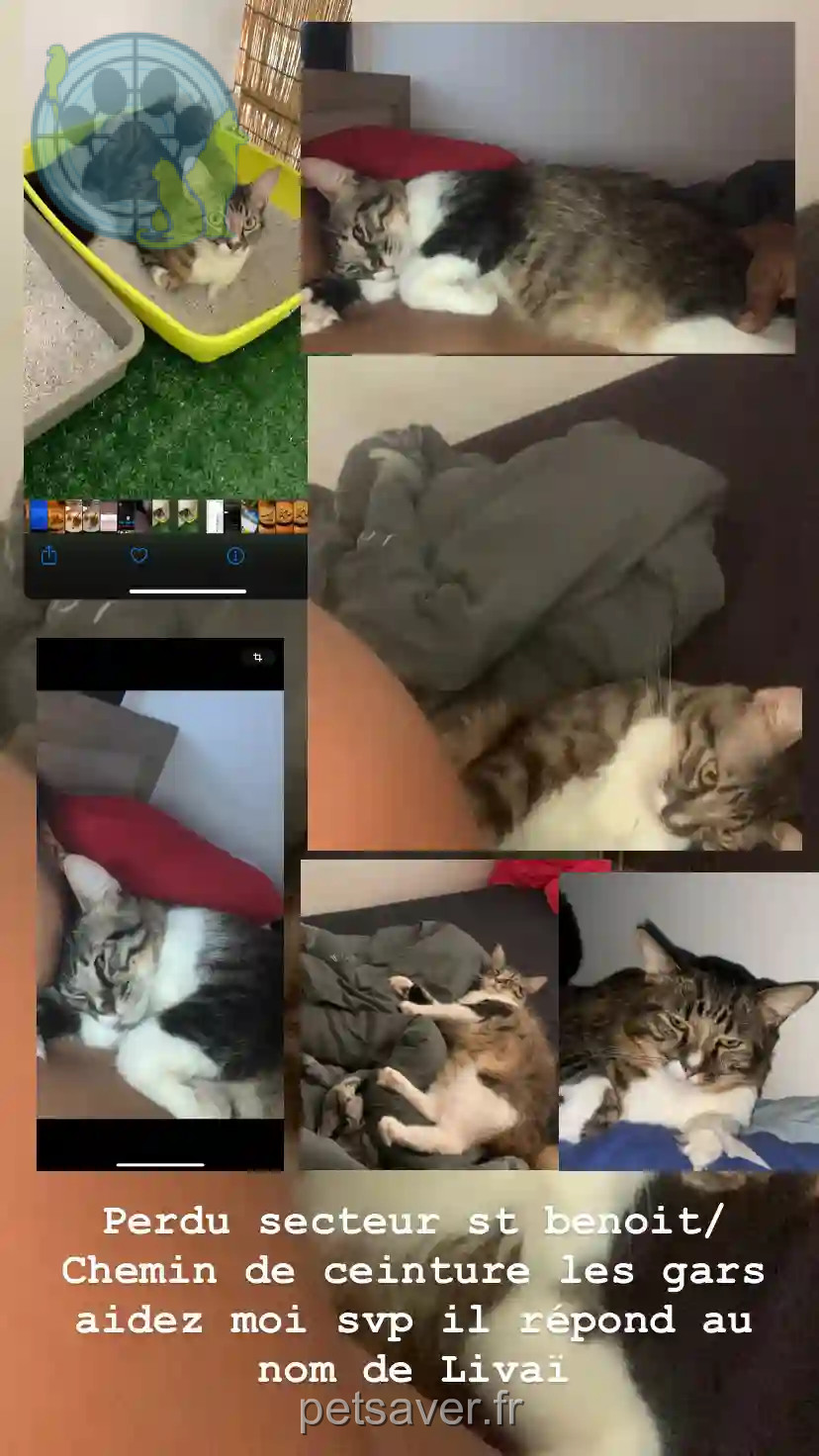 Chat Perdu - Livaï Chat Perdu - Livaï