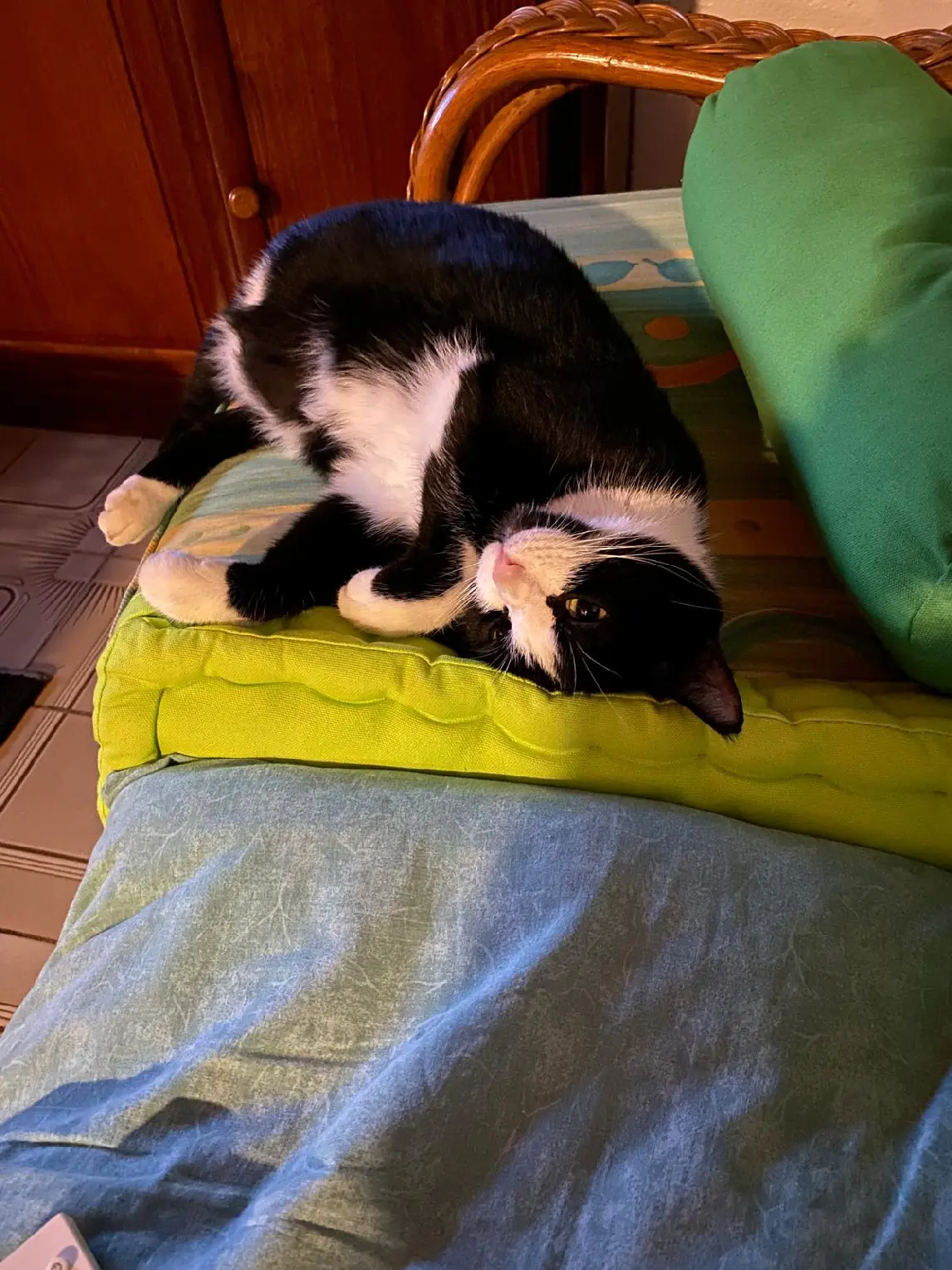 Chat Perdu - Mimi Chat Perdu - Mimi