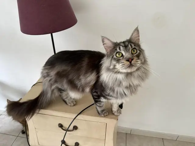 Chat Perdu - Tigri Chat Perdu - Tigri