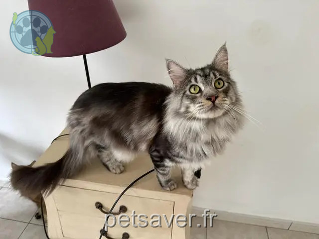 Chat Perdu - Tigri Chat Perdu - Tigri