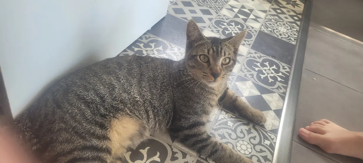 Chat Perdu - Uzou Chat Perdu - Uzou