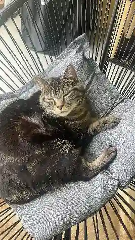 Chat Perdu Bezirk Zofingen - Chico Chat Perdu Bezirk Zofingen - Chico