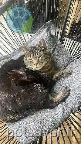 Chat Perdu Bezirk Zofingen - Chico Chat Perdu Bezirk Zofingen - Chico