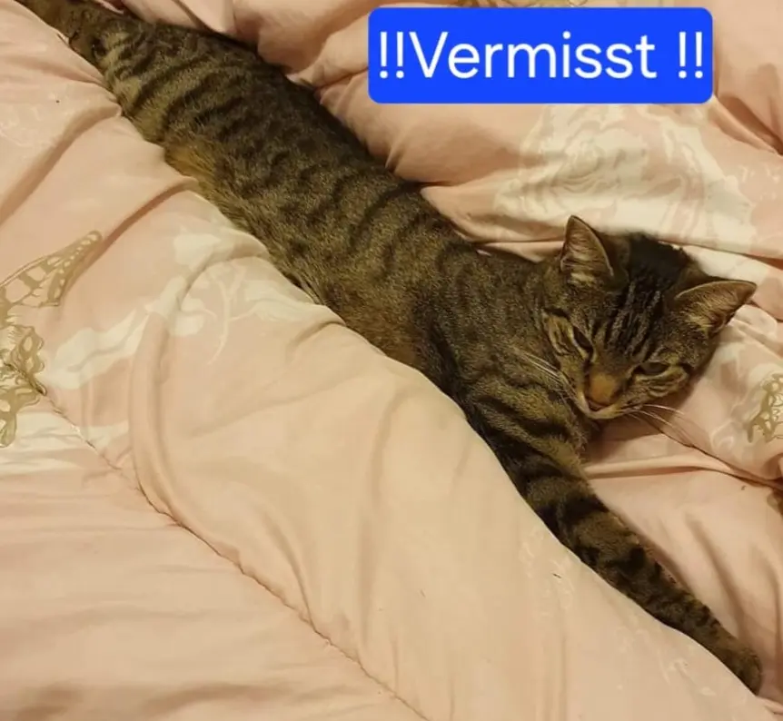 Chat Perdu Bezirk Zofingen - Finzi Chat Perdu Bezirk Zofingen - Finzi