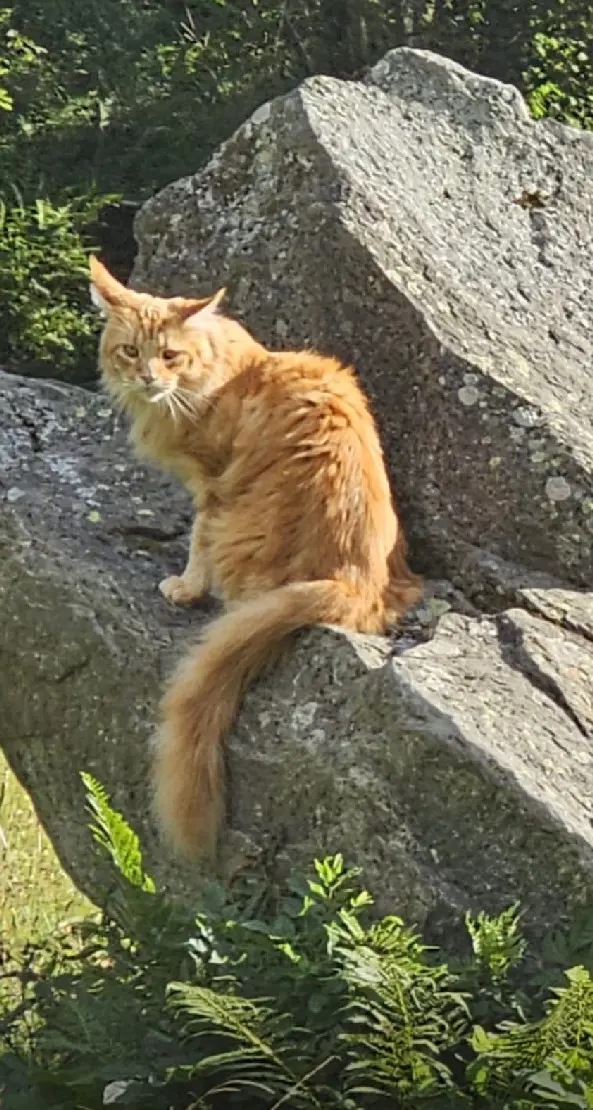 Chat Perdu - Lulu Chat Perdu - Lulu