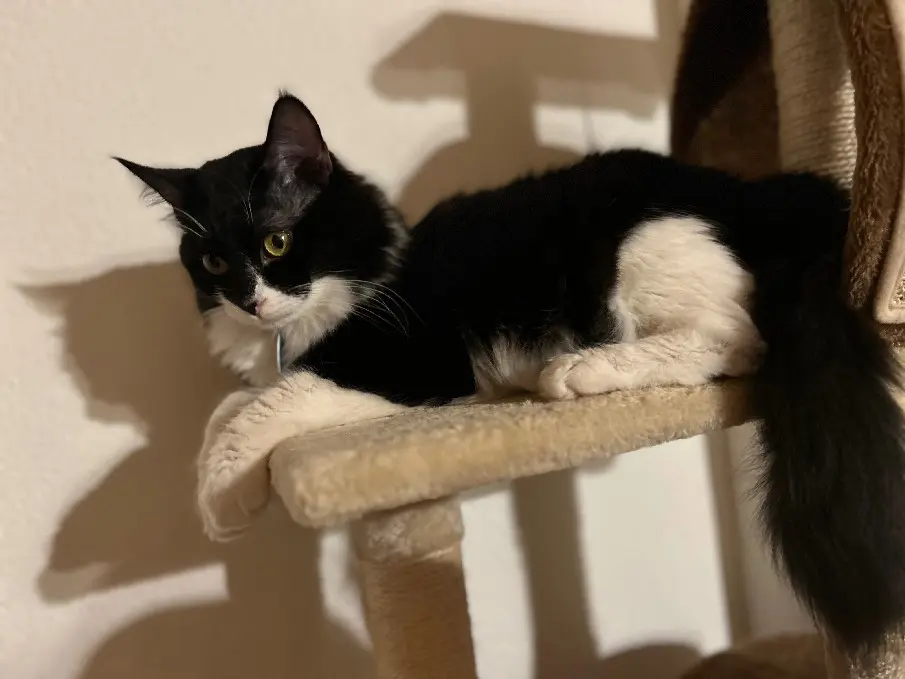 Chat Perdu Verwaltungskreis Emmental Chat Perdu Verwaltungskreis Emmental