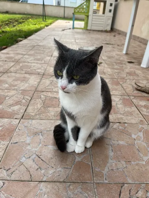 chat lost   71380 Saint-Marcel Crocotte