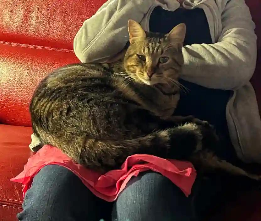 Chat Perdu - Gus Chat Perdu - Gus