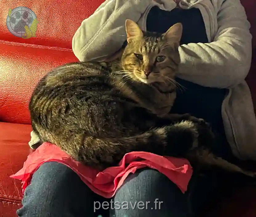 Chat Perdu - Gus Chat Perdu - Gus