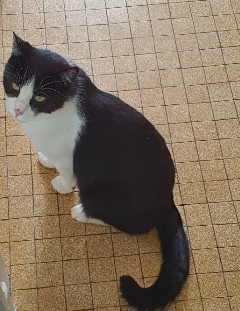 chat lost   71100 Lux Junior