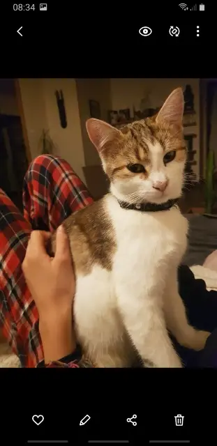 chat lost   71460 Bresse-sur-Grosne Kitkat