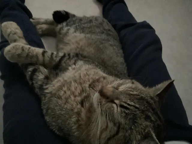 chat lost   71450 Blanzy Miaous