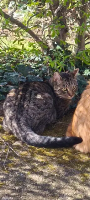 chat lost   71800 La Clayette Nimba