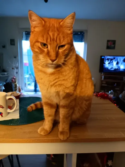 chat lost   71240 Sennecey-le-Grand Oslow