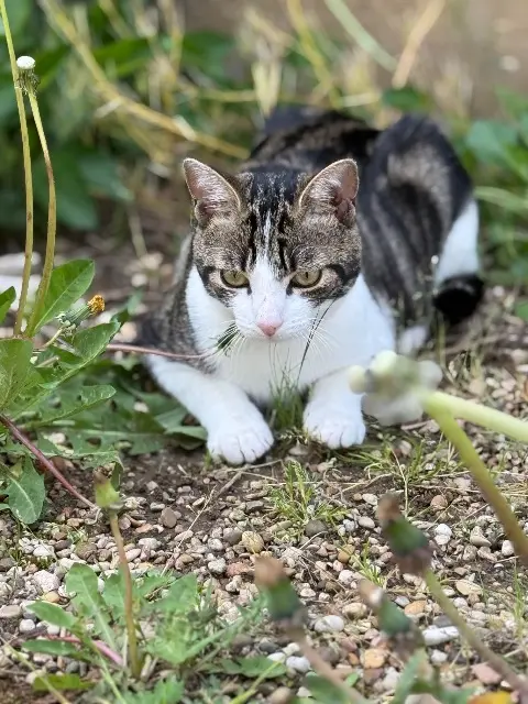 chat lost   71100 Saint-Rémy Pantoufle