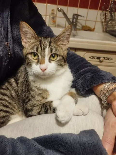 chat lost   71360 Épinac Simba