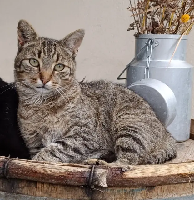 chat lost   71380 Châtenoy-en-Bresse Sushi