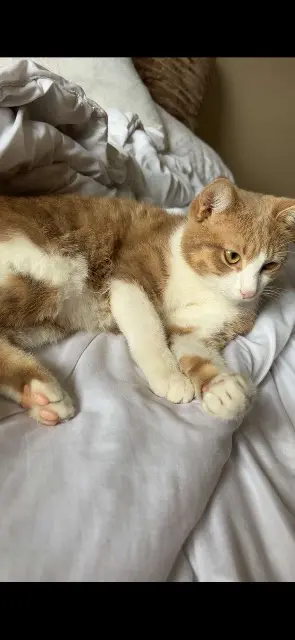 chat lost   71710 Les Bizots Tokyo