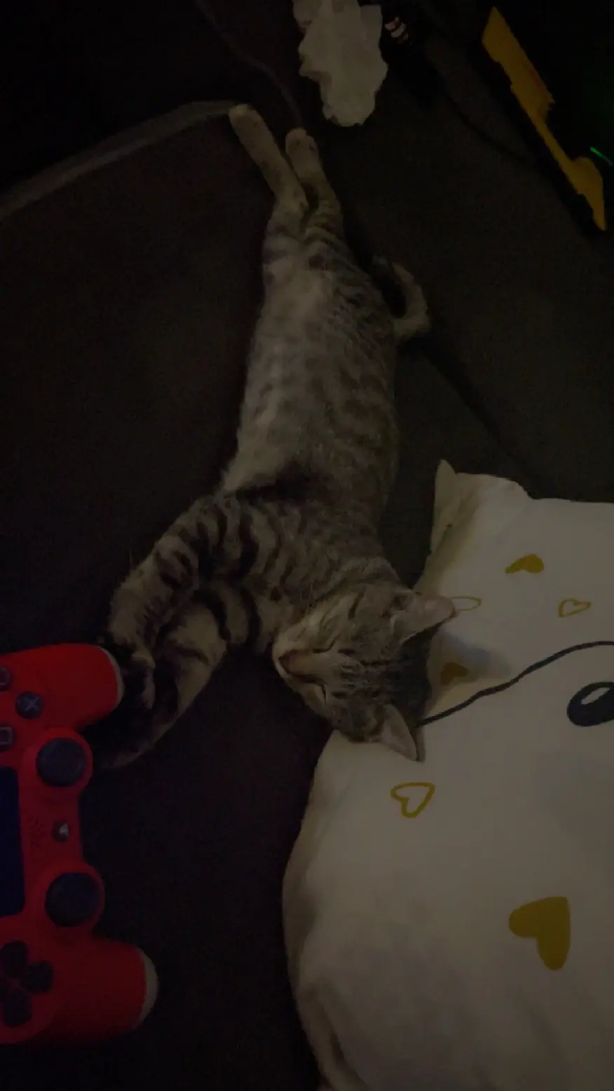 Chat Perdu - Venom Chat Perdu - Venom