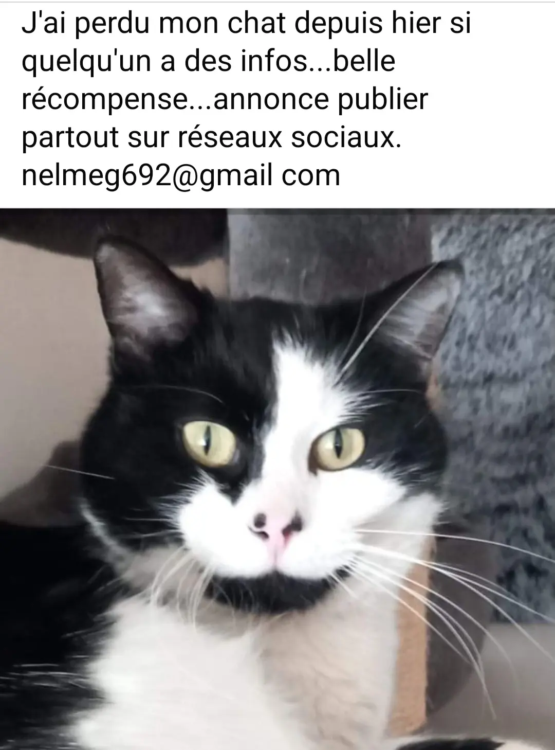 Chat Perdu Chat Perdu