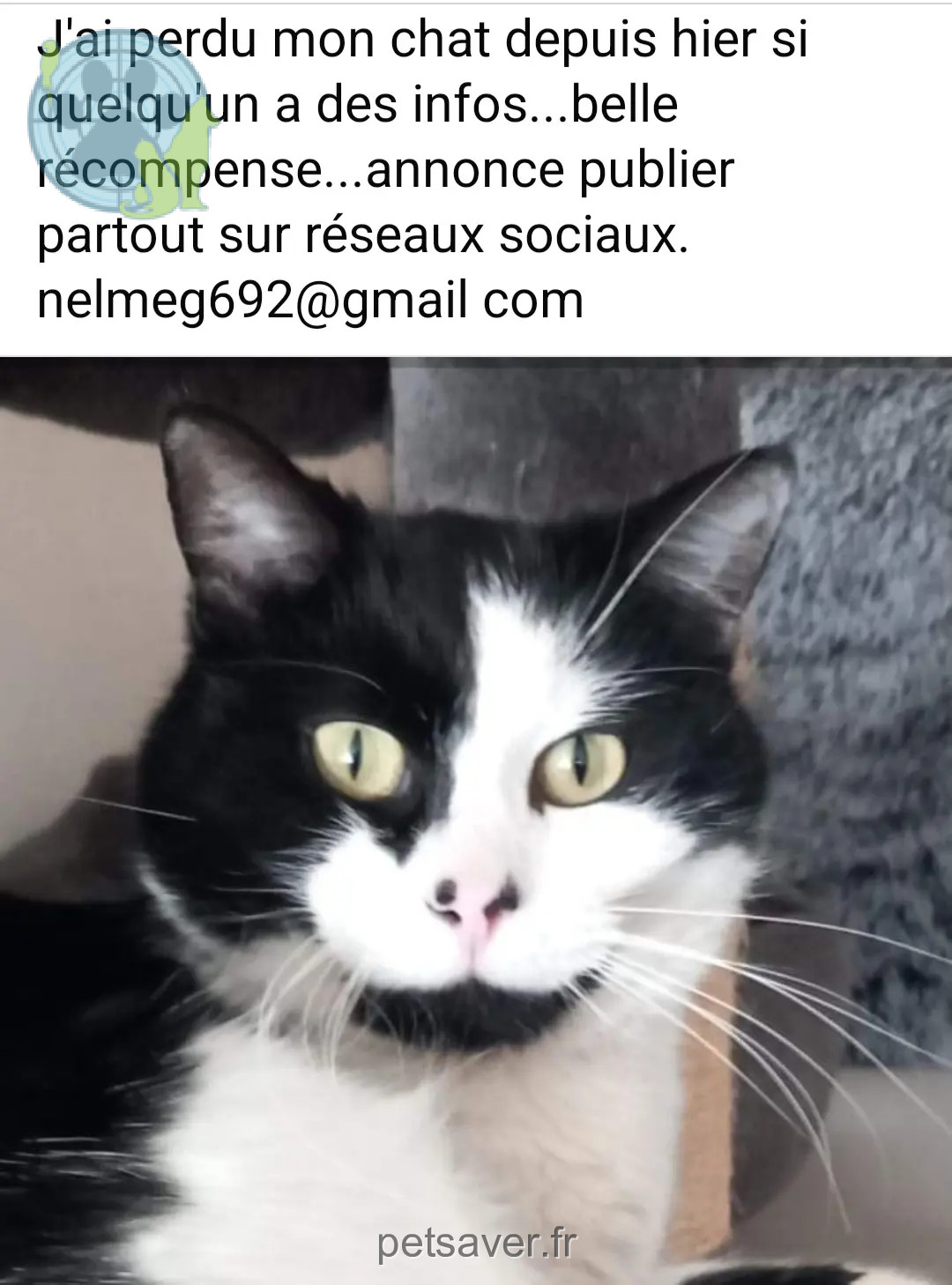 Chat Perdu Chat Perdu