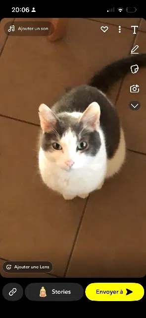 chat lost   35270 Combourg Jerry