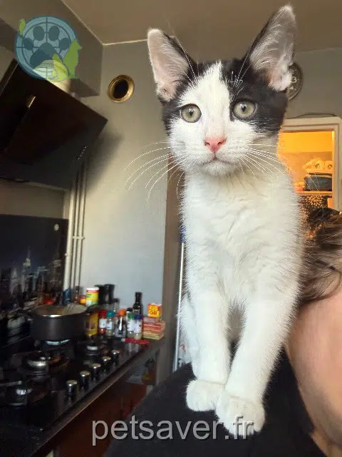 chat lost   1724 Le Mouret Kiro