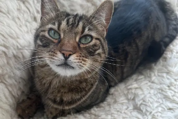 - Tiger - Tiger