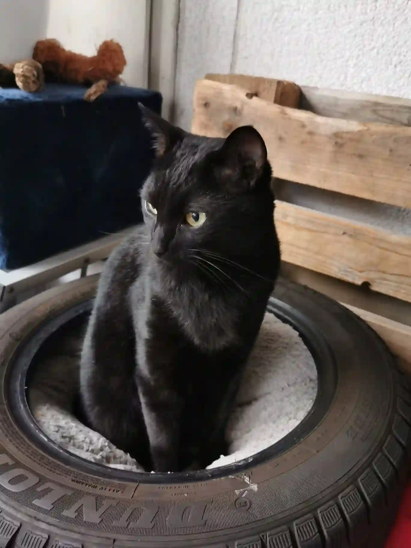 Chat Perdu Glarus Nord - Nico-pereira Chat Perdu Glarus Nord - Nico-pereira