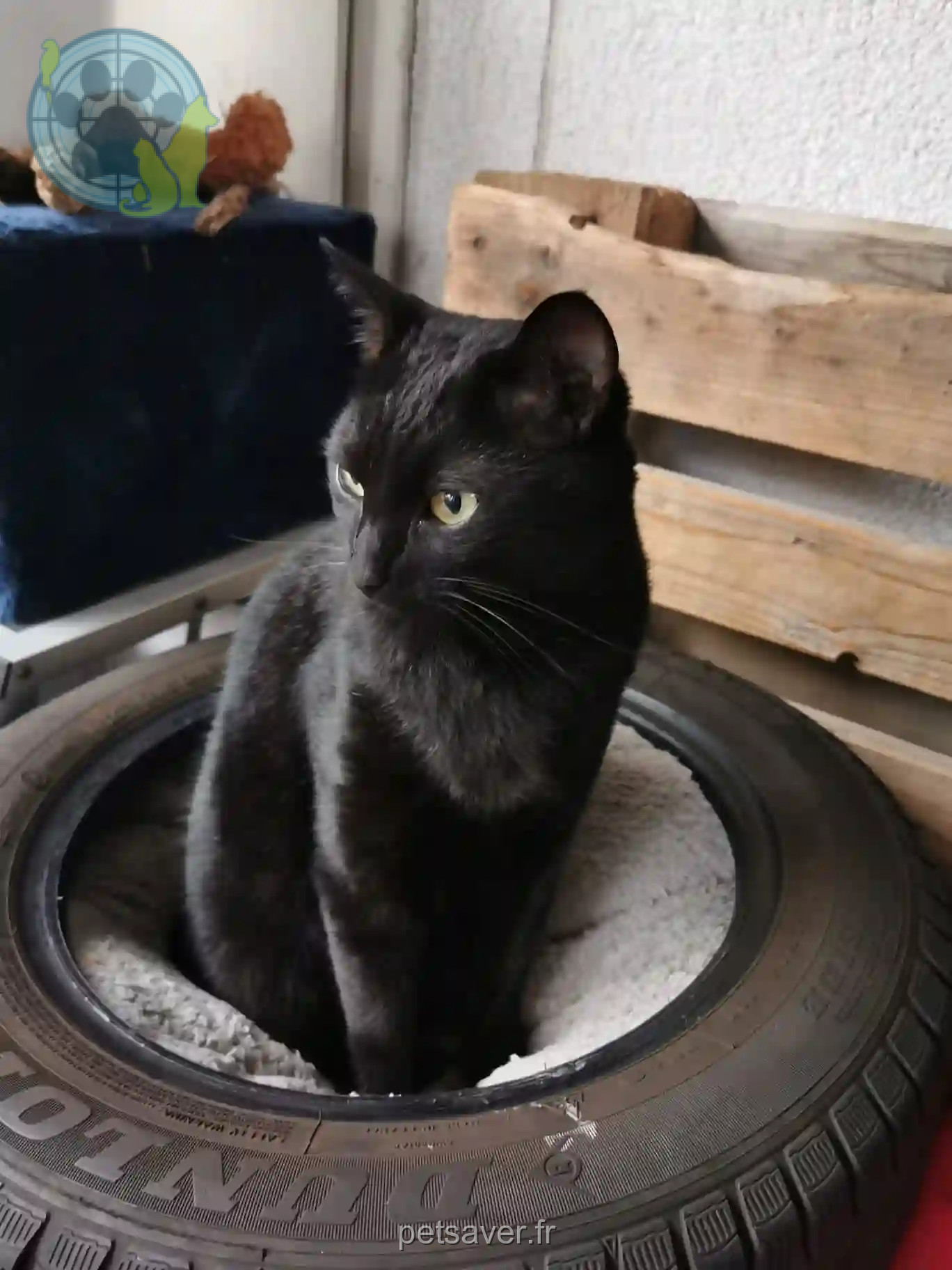 Chat Perdu Glarus Nord - Nico-pereira Chat Perdu Glarus Nord - Nico-pereira
