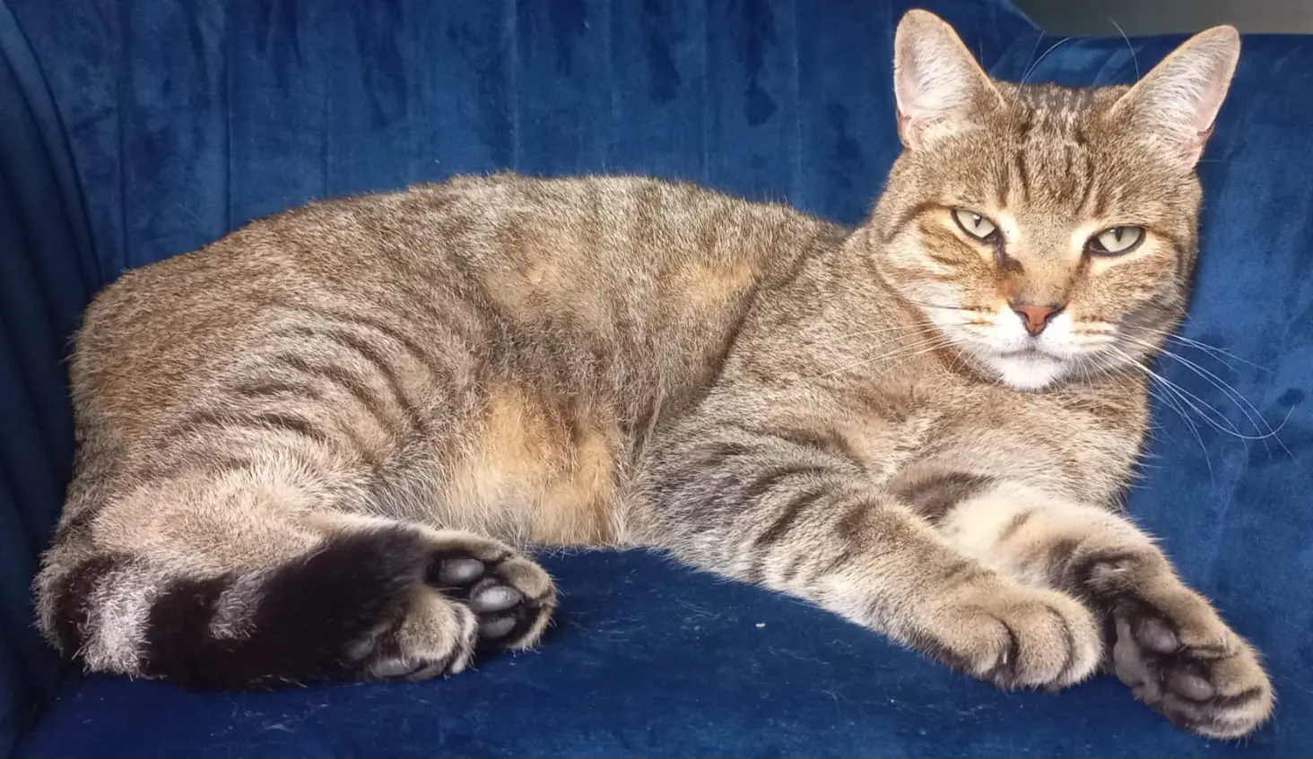 Chat Perdu Montgomery County Chat Perdu Montgomery County